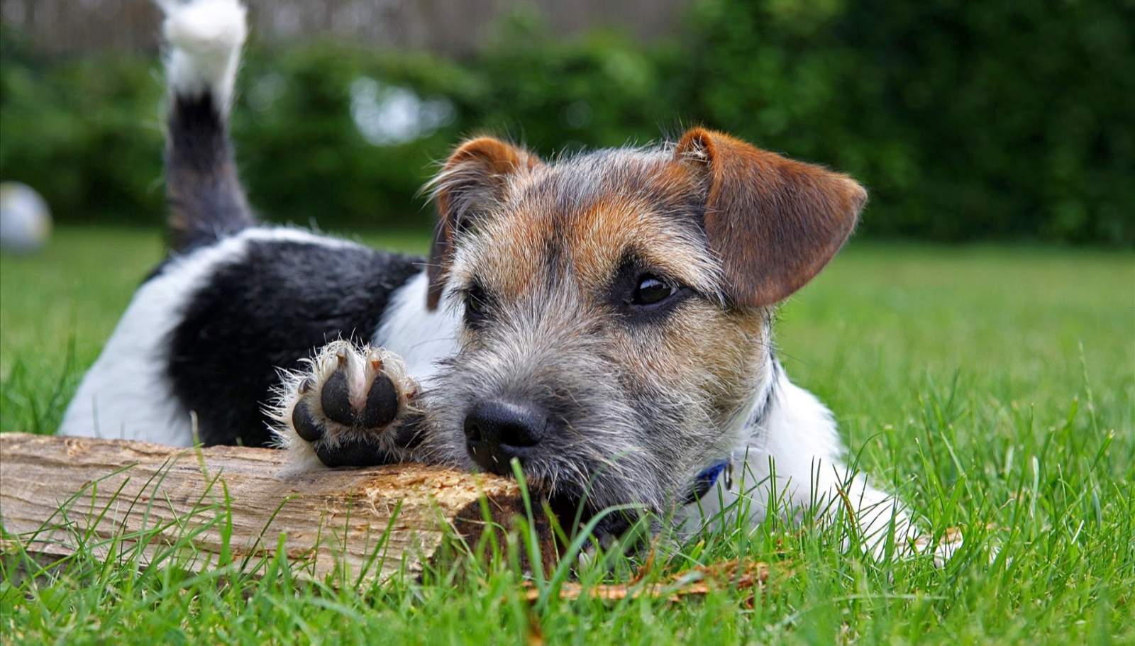 Hafíkova dobrodružství