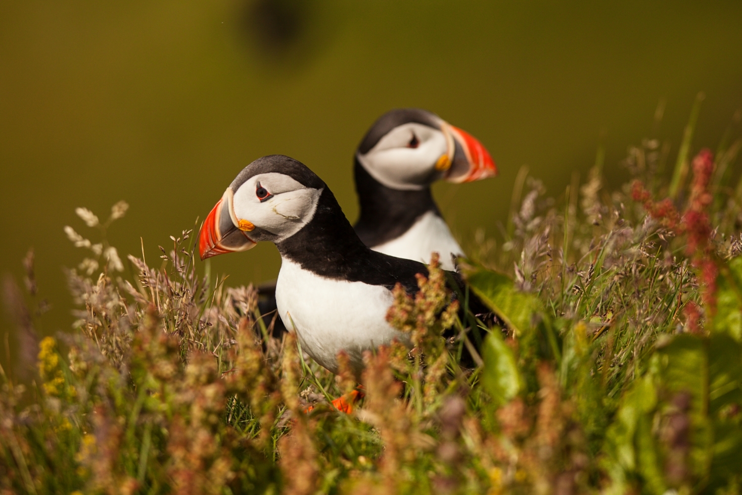 Island: známý i neznámý