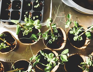 Swap rostlin ve Velkém mlýně