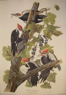 Obrázek z&nbsp;knihy The Birds of America